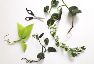 Plant Clippings