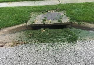 Grass Clippings Clogging Storm Drain