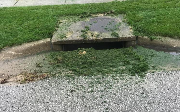 Grass Clippings Clogging Storm Drain